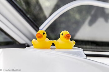 Jillianes Enten begleiten uns auf dem Canal du Midi
