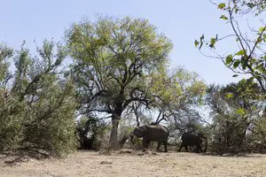 besser Pause machen, wenn Elefanten auf den Pisten stehen