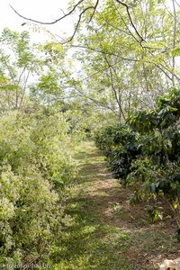 Spaziergang durch die Kaffeeplantagen in Laos