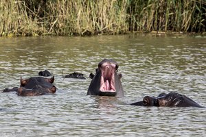 Bootsafari Hippos and Crocodiles bei St. Lucia