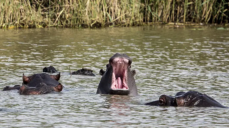 Bootsafari Hippos and Crocodiles bei St. Lucia