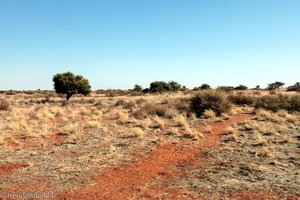 Randbereich der Kalahari