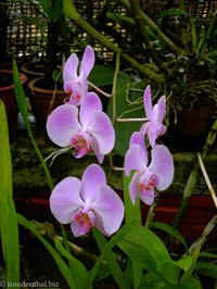 blühende Orchidee von Peradeniya