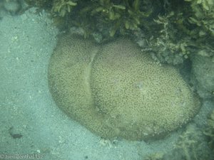 Koralle in der Unterwasserwelt bei Pulau Tiga
