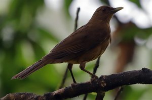 Nationalvogel Gilbdrossel - Turdus grayi