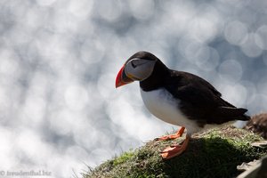 Puffin an der Steilküste des Sumburgh Head