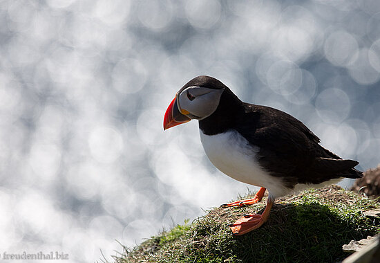 Puffins auf den Shetlandinseln von Schottland