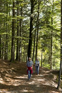 Durch den Wald bei den Buchenegger Wasserfällen