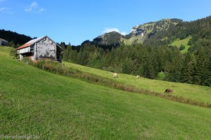 Wiese oberhalb Amden