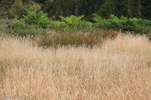 Grasstreifen oberhalb des Ufers