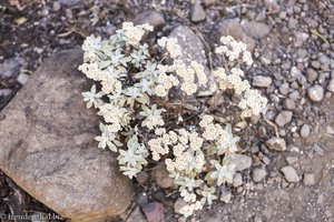 Blumen entlang dem Tugela Gorge Trail im Royal Natal Nationalpark