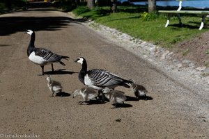 Nonnengans, Weißwangengans (Branta leucopsis) bei Suomenlinna