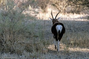 Echter Buntbock (Damaliscus pygargus) hat genug vom Fotografiert werden