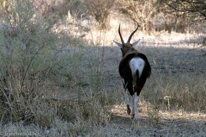 typische Arsch-Antilope (in diesem Fall war es ein Buntbock)