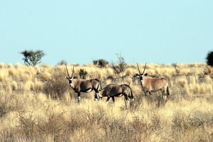 Oryx Antilopen in der Kalahari