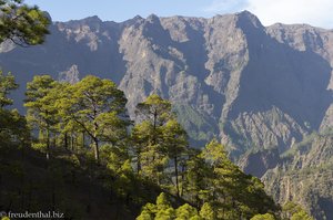 Kiefern - Überlebenskünstler bei Waldbränden