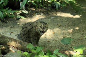 Fischkatze (Prionailurus viverrinus), Fishing Cat