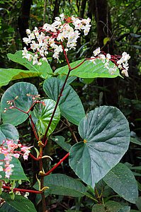 Begonie im Nationalpark des Vulkan Arenal