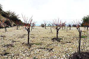 Im Winter blattlose Weinreben auf dem Vouni Trail bei Pano Panagia.