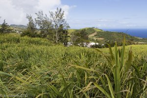 Zuckerrohr um die Ortschaft Petite Île