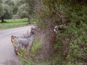 Ziegen auf dem Weg nach Agios Nikolaos