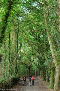 auf einem idyllischen Waldweg - Jakobsweg