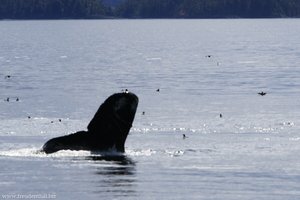 Schwanzflosse eines Buckelwals | Whale Watching