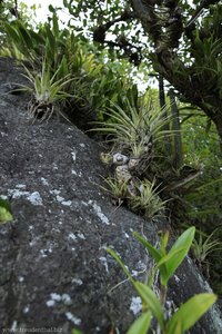 mit Tillandsien bewachsener Baum auf Duvernette Island