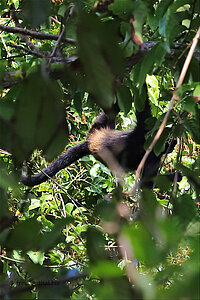 Klammeraffe im Regenwald