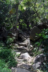 noch mehr Dschungel nahe der Anse Cocos
