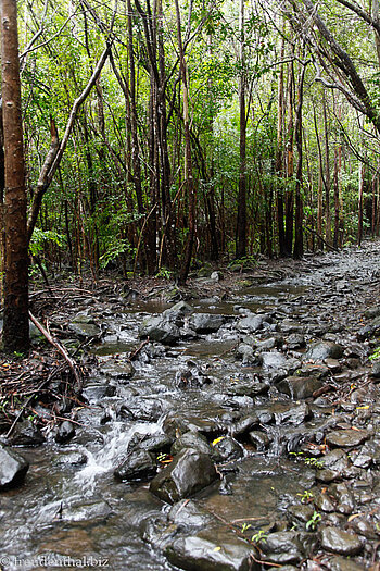 Wanderweg zum Wasserfall im Black River Nationalpark