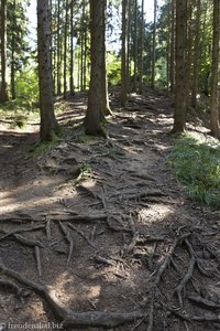 Wurzelpfad auf dem Weg zur Riedholzer Kugel