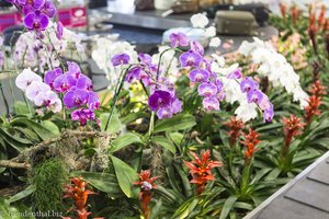 viele Orchideen am Flughafen von Chiang Rai