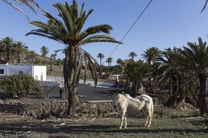 Ein Pferd im Palmendorf Haría