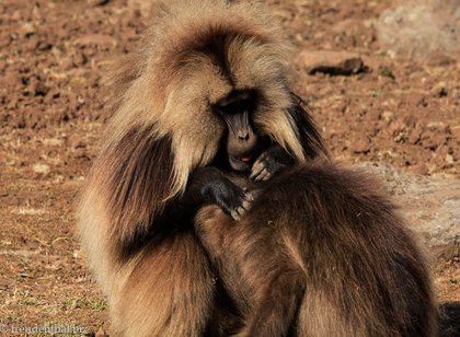 Blutbrustpaviane im Simien Nationalpark