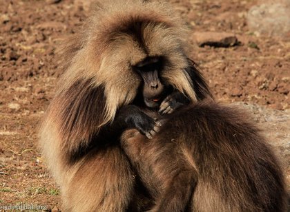 Blutbrustpaviane im Simien Nationalpark