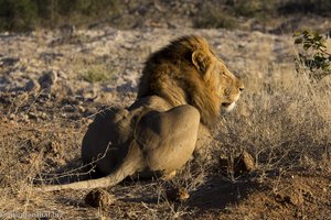 ein Löwe im Krüger Nationalpark