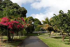 Botanischer Garten auf Mauritius