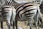 Zebras im Etosha-Nationalpark