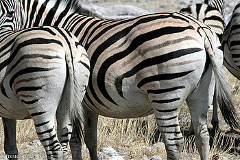 im Gegensatz zu den Bergzebras haben die Burchell-Zebras graue Schatten zwischen den schwarzen Streifen