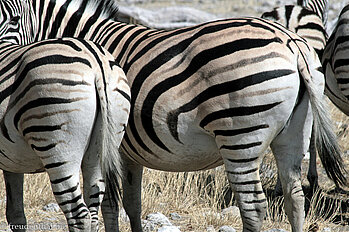 Zebras im Etosha-Nationalpark