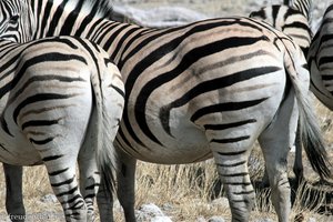 im Gegensatz zu den Bergzebras haben die Burchell-Zebras graue Schatten zwischen den schwarzen Streifen