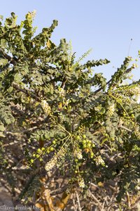 Weihrauchbaum bei der Ausgrabungsstätte Al Baleed im Oman