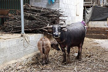 Wasserbüffel mit Kalb bei Cao Bang