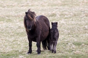 Unst - die Insel der Shetlandponys