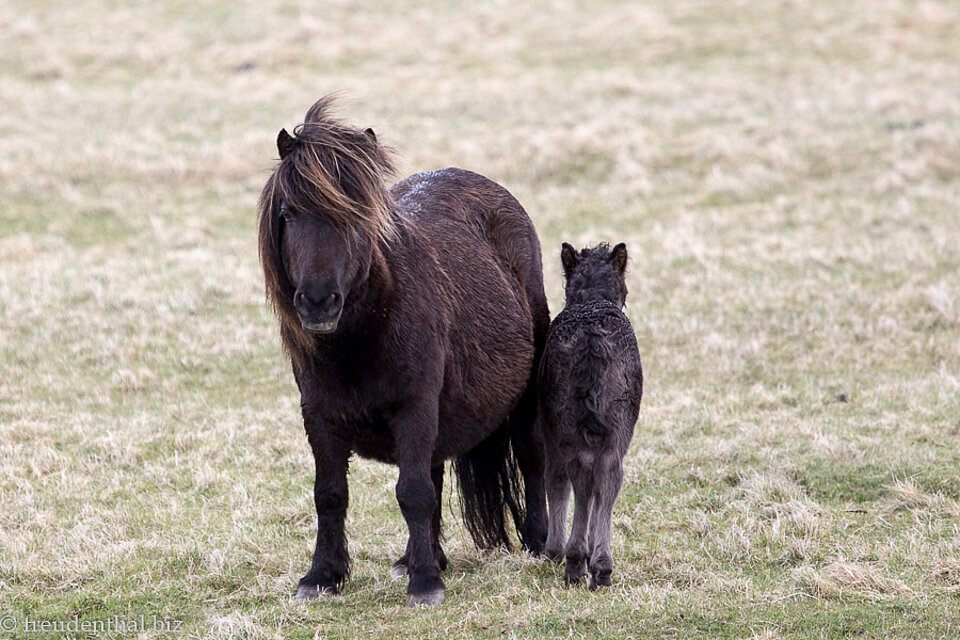 zwei Shetlandponys auf Unst in Schottland 