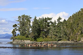 Seelöwen im Johnstone Strait