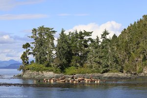 Seelöwen im Johnstone Strait