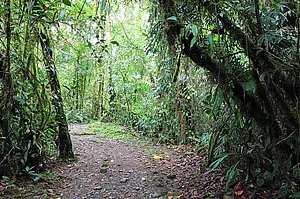 Auf dem El Sendero Oropéndola