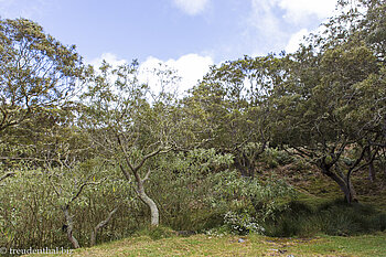 Tamarindenwald am Piton Maïdo